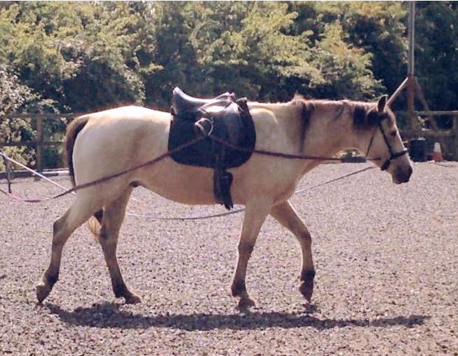 Quarter Horse cross Welsh Cob, Wilden Wizard